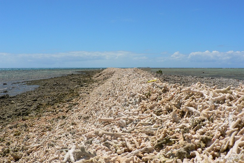 75- Digue naturelle de corail mort.JPG